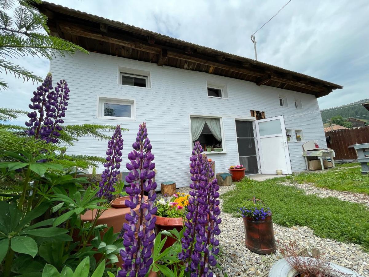 Casa De Oaspeti Cristina Fitod Экстерьер фото